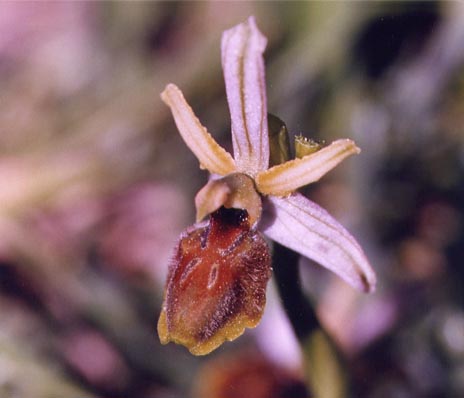 Ophrys  exaltata